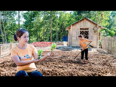 Complete Vegetable Garden, Woven Bamboo Fence, Planting Vegetable Seeds, harvest cassava tubers