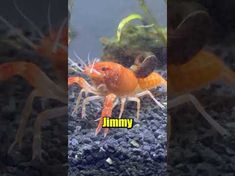 I Couldn't Believe my Crawfish did this..