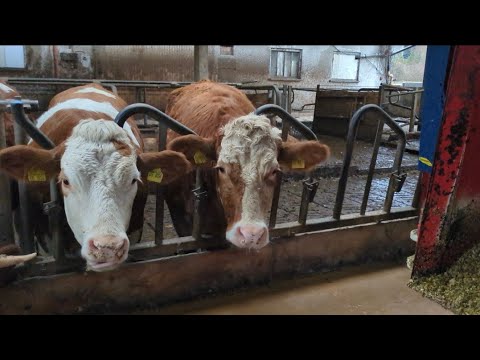 Был ветврач ректалил тёлок, стельные но очень жирные🙀//достала свою картину теперь забуду про сон.