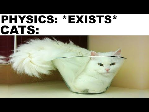 CAT MEMES