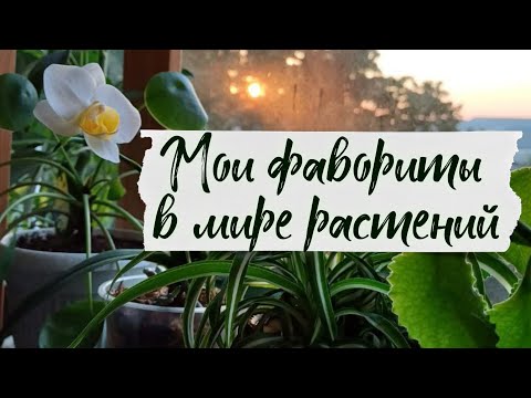 РАСТЕНИЯ ЛЮБИМЧИКИ😍🪴 Топ любимых, неприхотливых растений из моей коллекции🌿