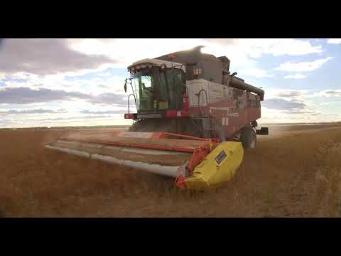 Лён в системе No-Till. Делимся опытом. Экспериментальная уборка очёсом