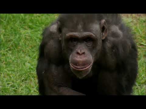 What is language . Stephen Fry  asks if humans are unique in developing language .