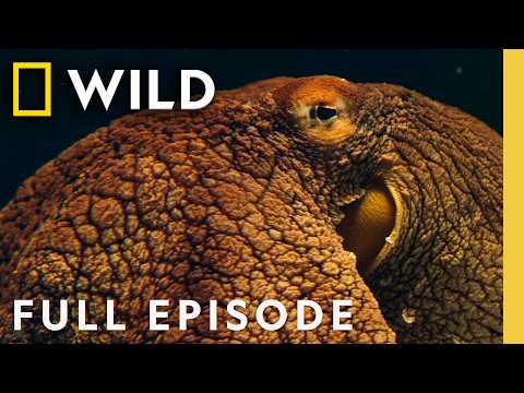 Investigating the Lives of Octopus (Full Episode) | Man vs. Octopus | Nat Geo Animals