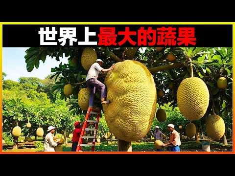重達2萬斤壓壞卡車，整個村子半年都吃不完！13種世界上最大的蔬果，不親眼看到不敢相信。