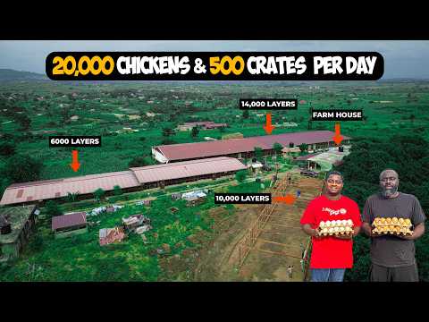 From 1,500 To 20,000 Chicken Farm - Inside Ghana's Fastest Rising Poultry Farm