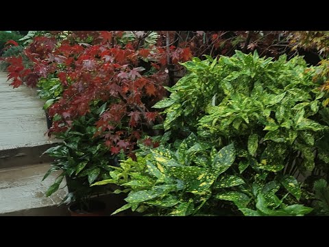 вечнозеленая живая изгородь из вечнозеленых лиственных растений