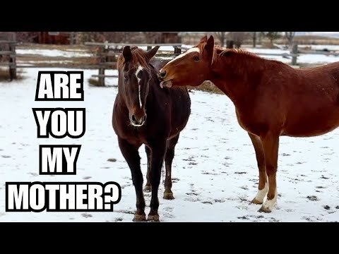 Wild horse was weaned too soon~She thinks my gelding is her mother!