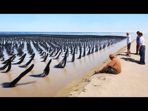 You Won't Believe What Asians Turn Dead Clams Into