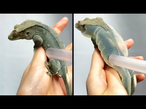 They Overinflated a Lizard