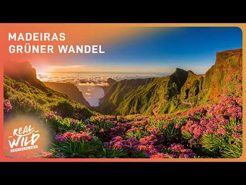 Trauminsel trocknet aus? Madeiras Kampf um Ressourcen