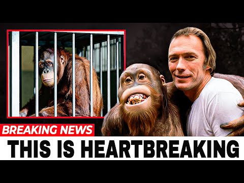 Heartbreaking Life Of 'Clyde' The Orangutan From ''Every Which Way But Loose''