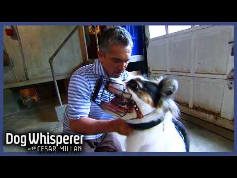Family Dog Turned Violent Overnight | S4 Ep 23 | Dog Whisperer With Cesar Millan