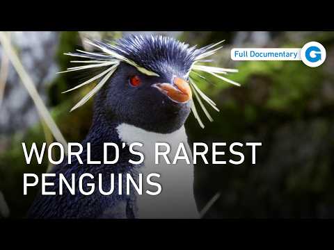 Tiny Survivors: New Zealand’s Endangered Penguins | Wildlife Documentary