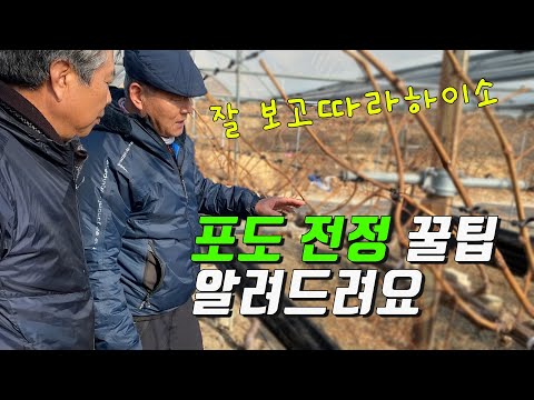 늦기전에 포도전정하세요! 꿀팁알려드립니다!!