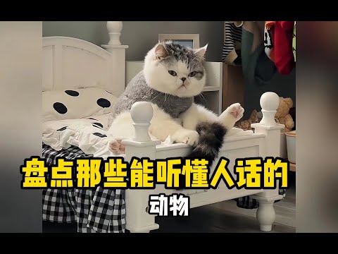 盘点那些有灵性的动物，感人一幕，万物皆有灵