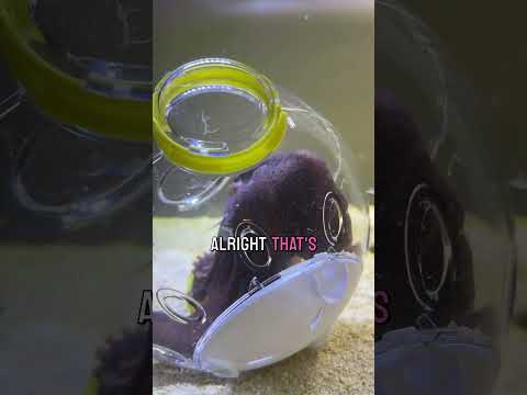 Can the octopus get into the contraption to eat?