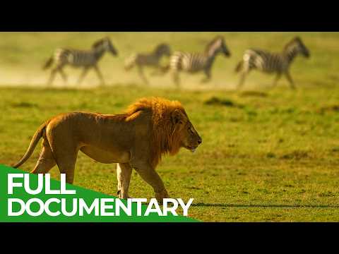 Wild Instinct - Fear on the Savannah | Free Documentary Nature