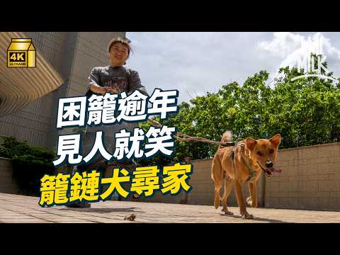#MM｜香港有籠鏈犬長期住籠或用鐵鏈栓著生活 動物記者與義工創立籠鏈犬關注組｜#700萬種生活 #4K