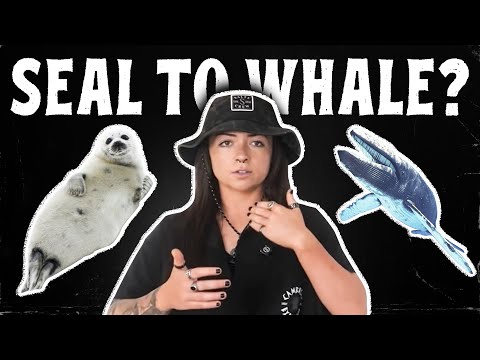 Are seals evolving into whales? | Lindsay Nikole