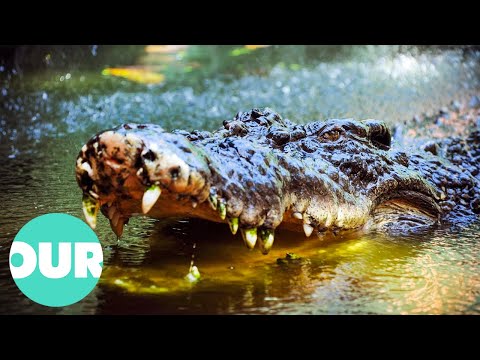Up Close With Biggest Crocodiles Around The World | Our World