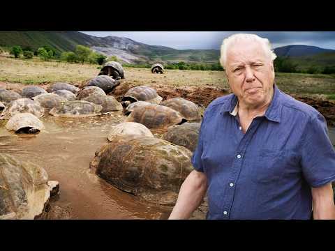 Exploring Nature’s Secrets with David Attenborough (4K Documentary)