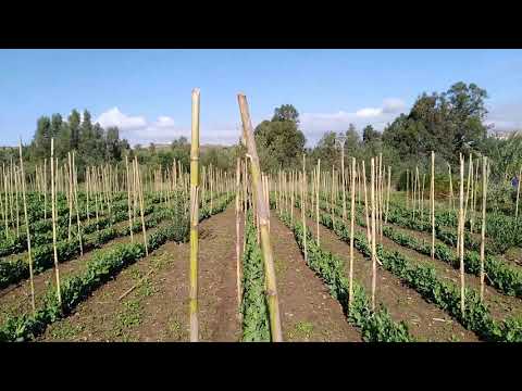 زراعة الجلبانة "البزلاء"في الجزائر /المرحلة السادسة