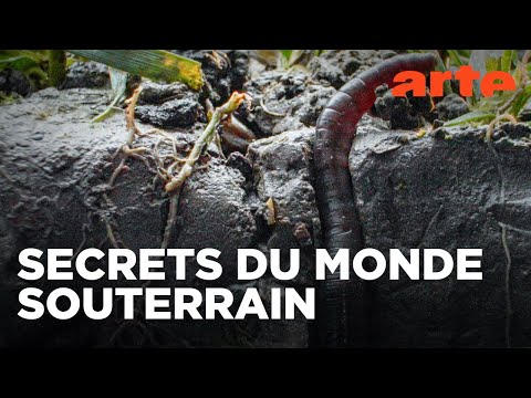 Au royaume des vers de terre : La vie du sol dévoilée | ARTE