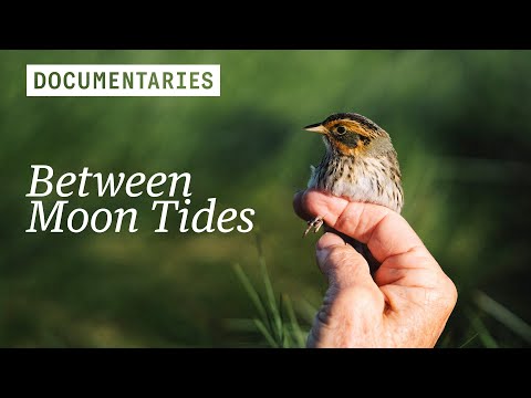 Citizen scientists hacking nature to save the saltmarsh sparrow