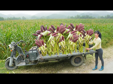 Use 3-Wheeled Truck To Harvesting Lots Of Purple Corn At Go To Countryside Market Sell