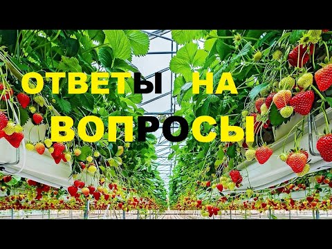 Ответы. Малообъемка, теплица для клубники🍓 по фински.