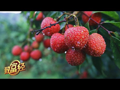荔枝园里财富多！他在种植方式上大胆创新，竟让一斤荔枝卖出40元高价！|「致富经」20220630