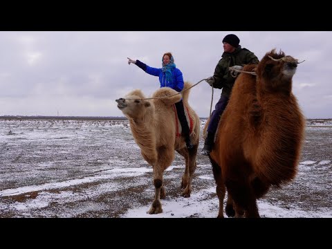 Traveling through Eastern Europe's Buddhist republic... on a camel