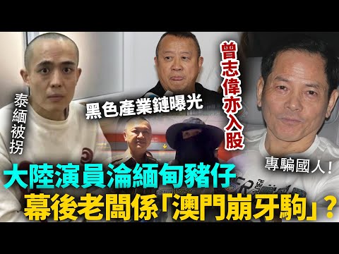 賣豬仔真相！澳門崩牙駒係詐騙園區「幕後老闆」！大陸演員沦缅甸猪仔，牽出背後黑色產業鏈，專騙國人！曾志偉亦有入股？#王星 #港圈日报