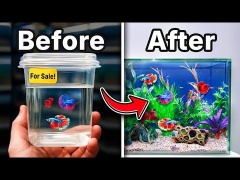 I Built a Giant Betta Ecosystem