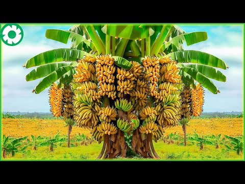 Transporting Banana Tree This Way - Grows and Harvest | Agriculture Technology - The Engine