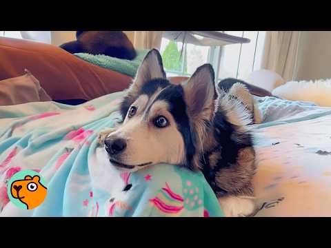 Pup is Glued to Movies and Cartoons. Mom Can't Believe It | Cuddle Buddies