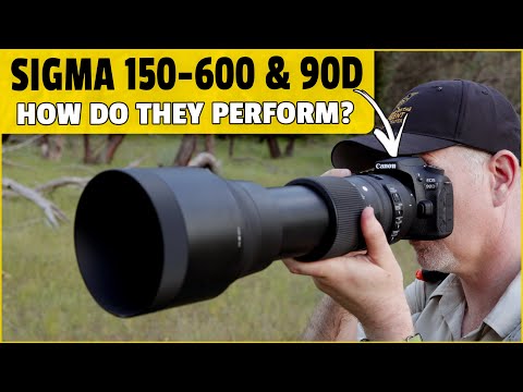 BIRD Photography is HARD!! Sigma 150-600 and Canon 90D Field Test.