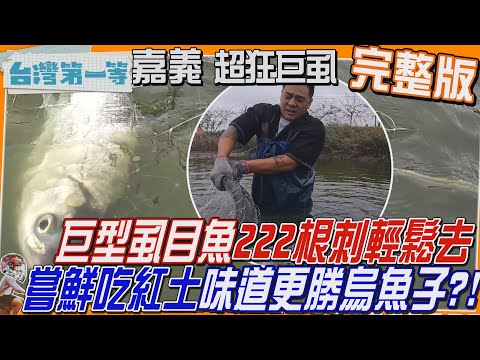 [全新] 嘉義【"巨型虱目魚"222根魚刺 輕鬆三去！有錢也難吃到 嘗鮮"吃紅土"味道更勝烏魚子?!/海邊限定雪景！國寶級候鳥"黑面、白面琵鷺"如白雪紛飛】│2025.03.16│《台灣第一等》完整版