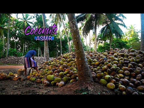 ASMR | Tingling Coconut husking & Coconut Rice by Malli | Nadee's ASMR journey | Traditional Me