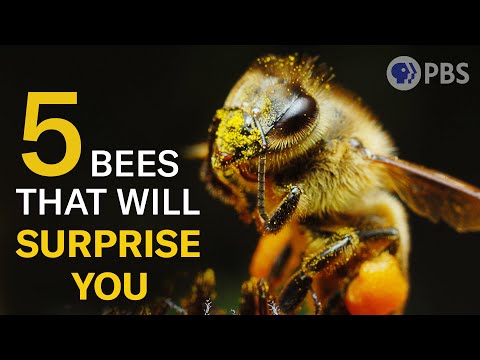 These 5 Bees Are Waaay More Than Honey and Stingers | Deep Look