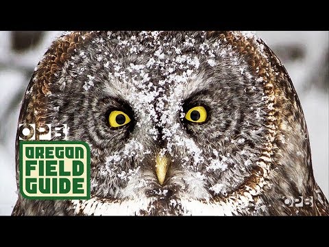 "Ghosts Of The Forest": The Elusive Great Grey Owl