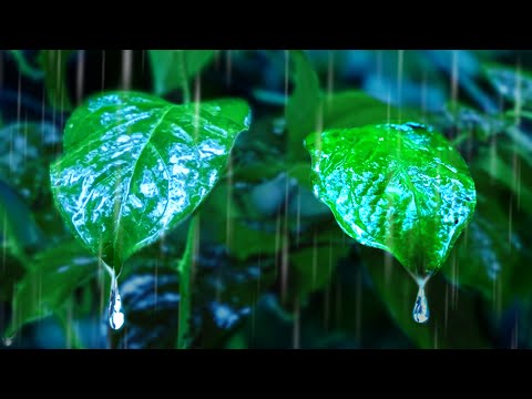 White Noise of Heavy Rain Lulls You To Sleep