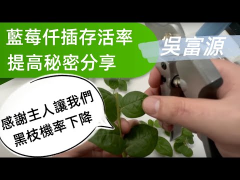 藍莓枝條仟插提高存活率的秘密方法分享濃縮精華版