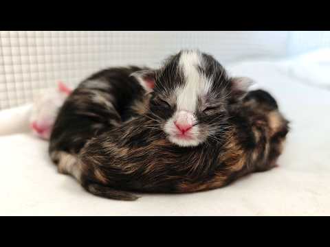 Ada's Newborn Kittens!
