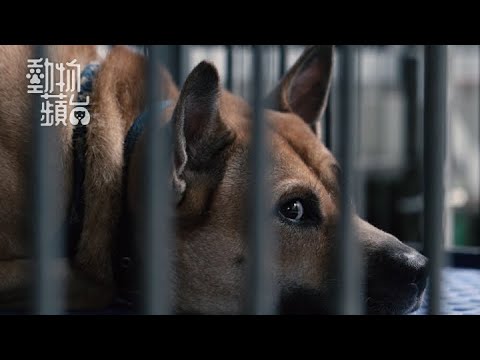 人道毀滅 — 流浪動物不夠溫馴便要死　前動物義工：「以前過半動物數小時就不見了」（果籽 Appledaily）