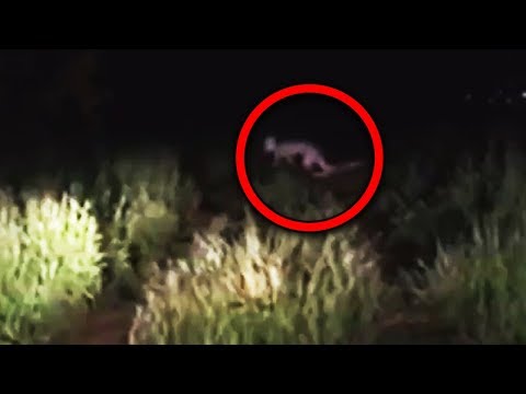 11 Scary Creatures Accidentally Caught on Camera