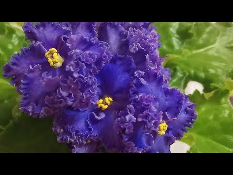 Фиалки у Алисы. Прогулка по полочкам 💖.