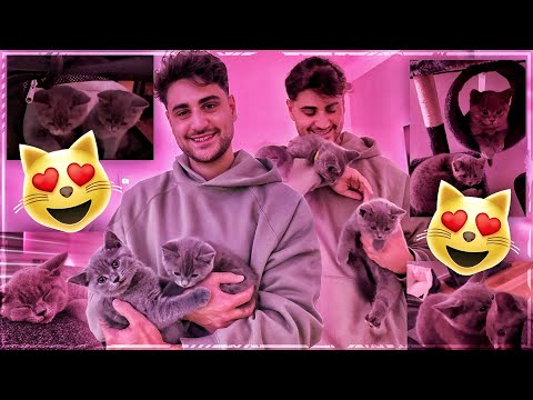 ICH HABE MIR KATZEN GEHOLT😍🐈 Manfred & Diego Vlog mit Melina🔥