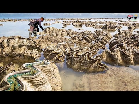 Harvest Giant Clam - Tridacna gigas - Fishermen Harvest Millions of Giant Clams This Way